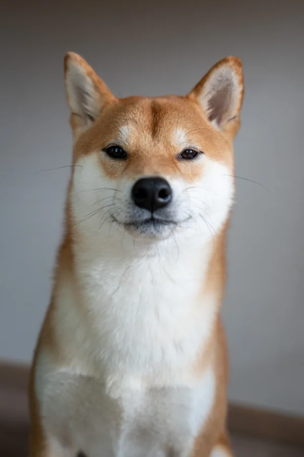 Koiran muotokuva